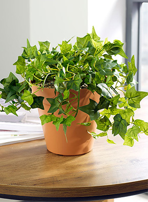 Ivy Table Top Planter